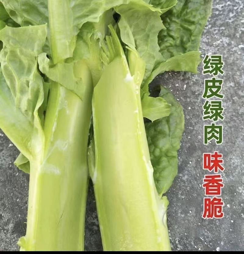 青皮莴笋苗穴盘苗秋冬种植耐寒耐热