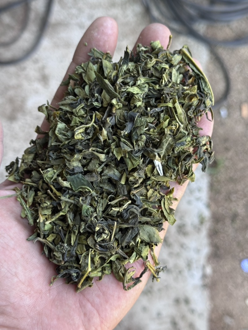 山东日照绿茶2025新茶绿茶茶头板栗香便宜茶叶商用