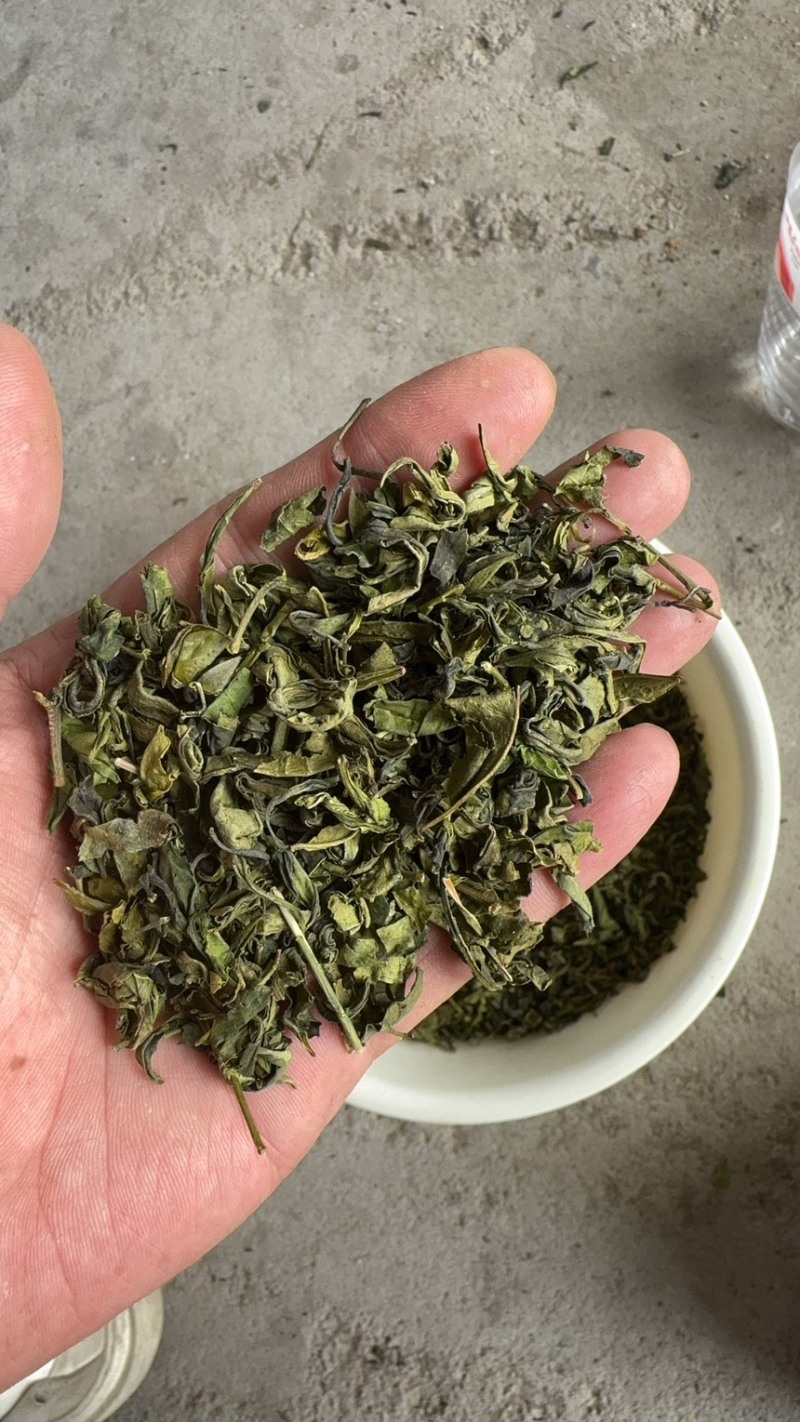 山东日照绿茶2025新茶绿茶茶头板栗香便宜茶叶商用