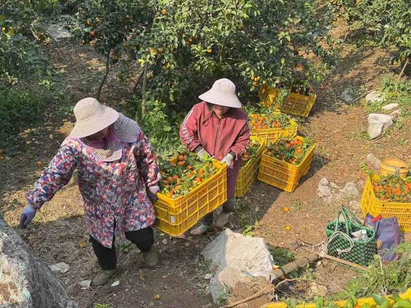 沙糖桔大量供应量大从优