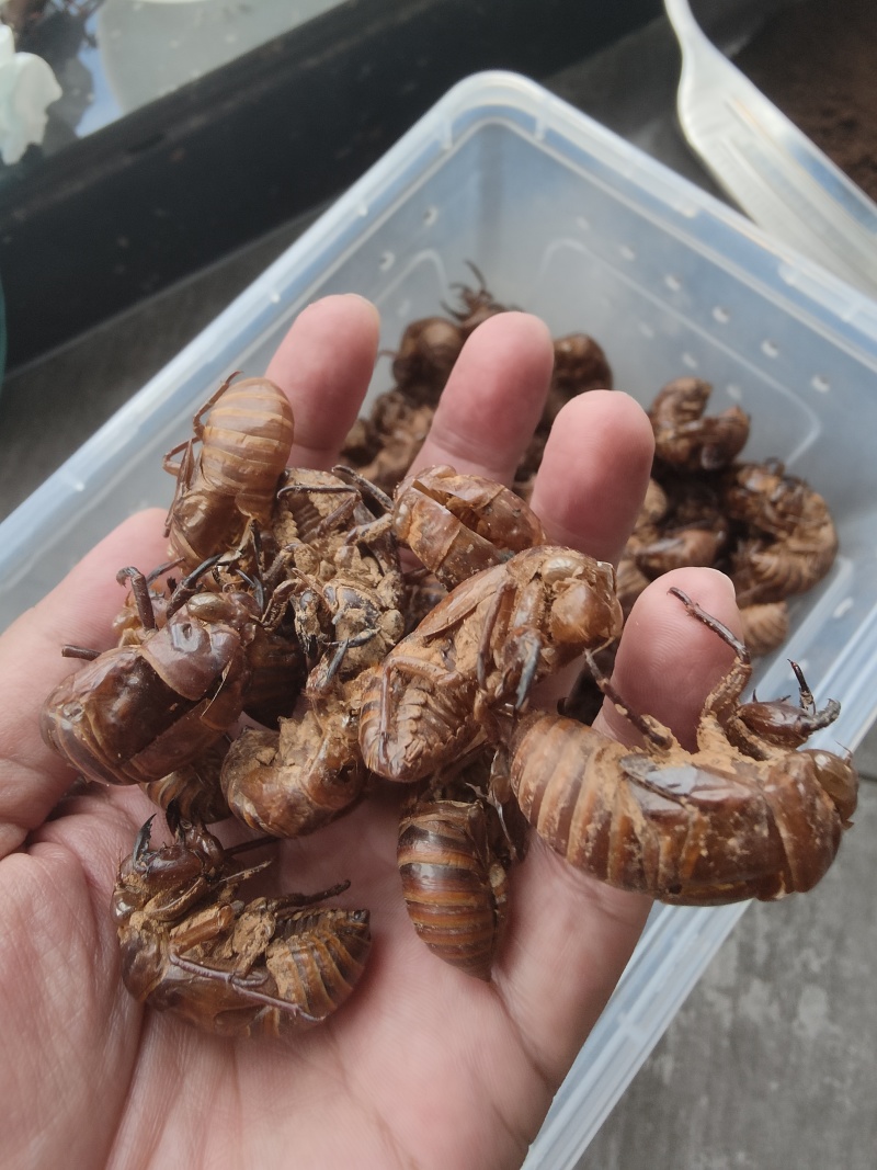蝉蜕原产地供应保质保量全国发货让您的选择物超所值