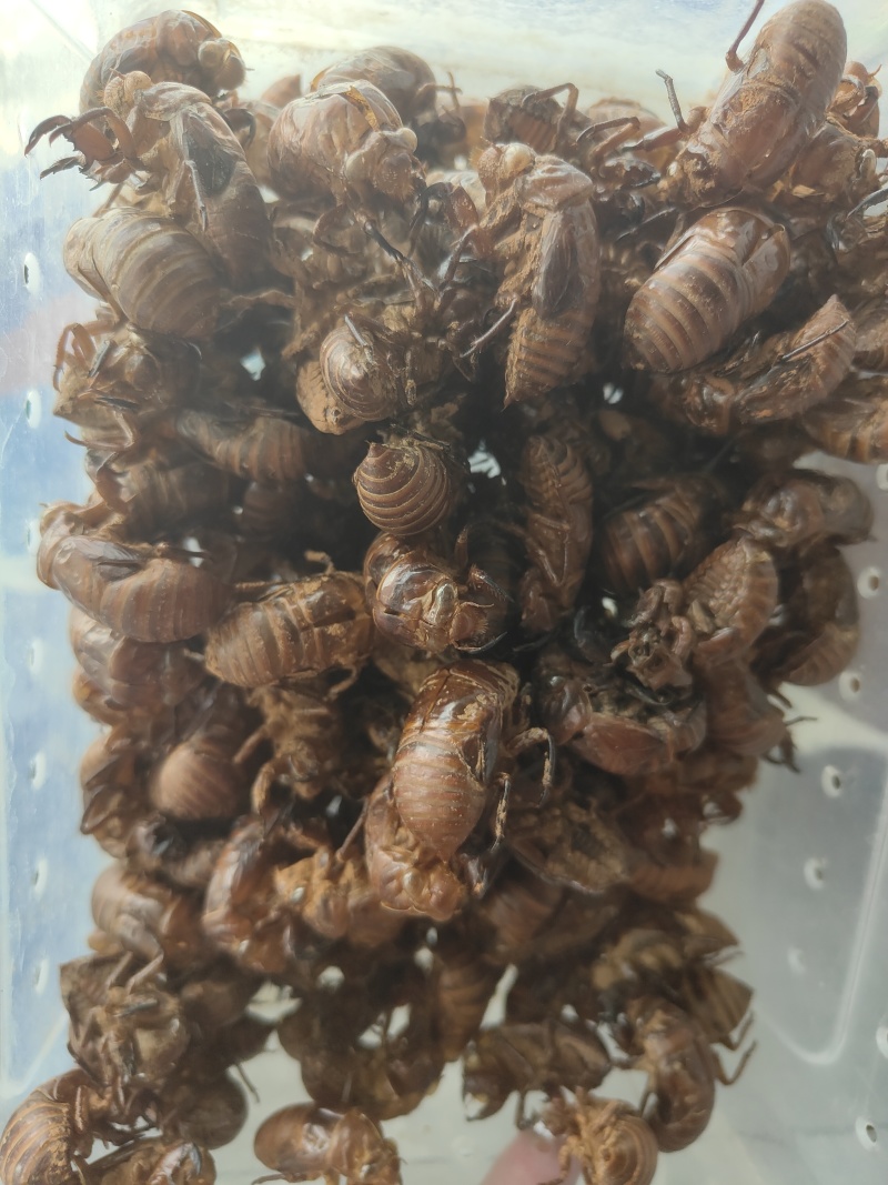 蝉蜕原产地供应保质保量全国发货让您的选择物超所值
