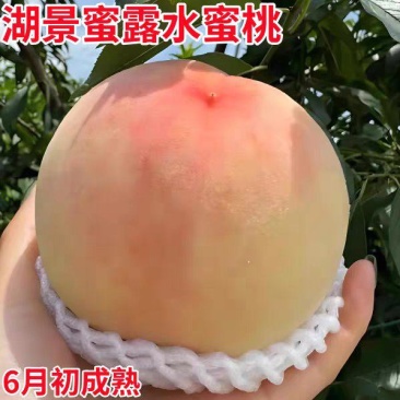 果园直发水蜜桃树苗湖景蜜露白凤阳山水蜜桃包品种成活率