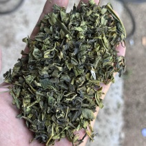 山东日照绿茶2025新茶绿茶茶头板栗香便宜茶叶商用