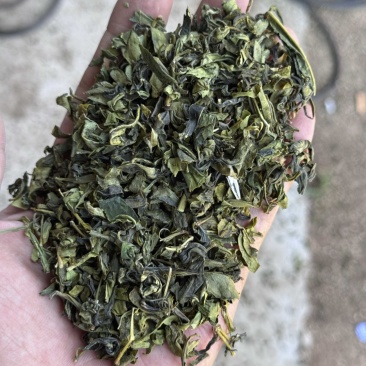 山东日照绿茶2025新茶绿茶茶头板栗香便宜茶叶商用