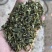 山东日照绿茶2025新茶绿茶茶头板栗香便宜茶叶商用