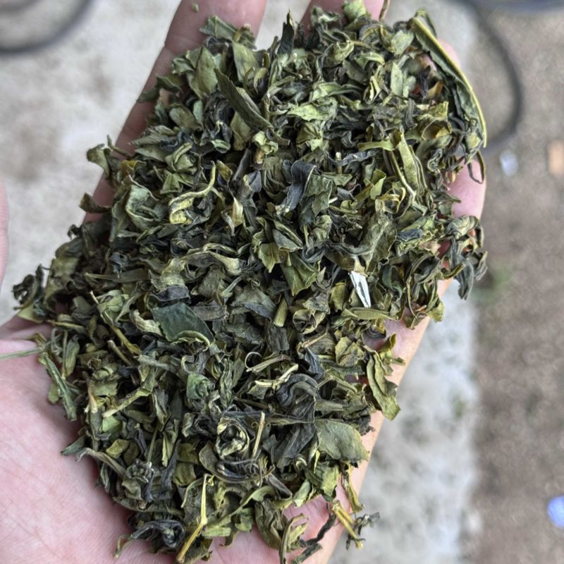 山东日照绿茶2025新茶绿茶茶头板栗香便宜茶叶商用