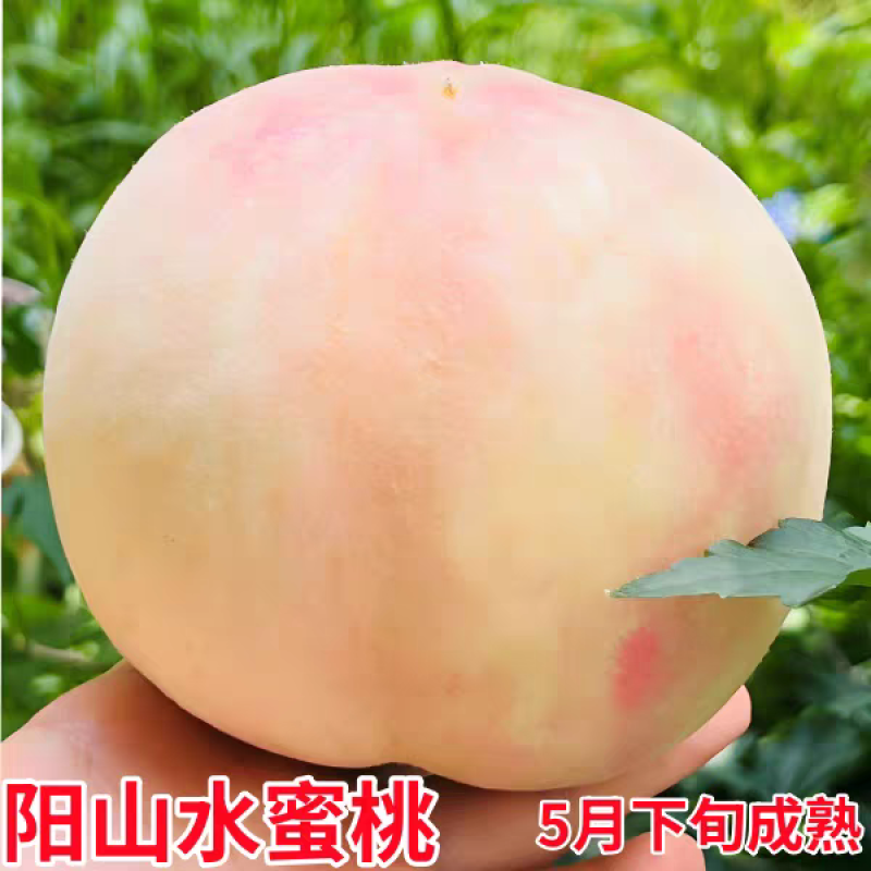 果园直发水蜜桃树苗湖景蜜露白凤阳山水蜜桃包品种成活率