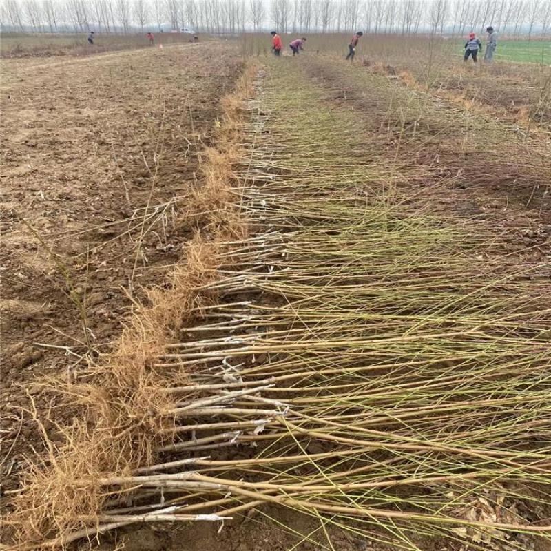 果园直发水蜜桃树苗湖景蜜露白凤阳山水蜜桃包品种成活率