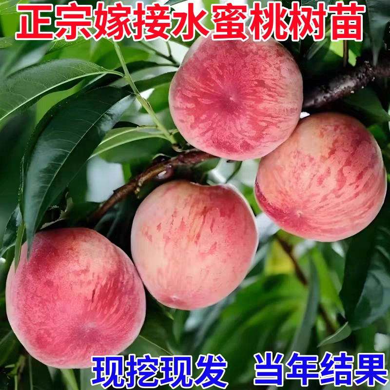 果园直发水蜜桃树苗湖景蜜露白凤阳山水蜜桃包品种成活率