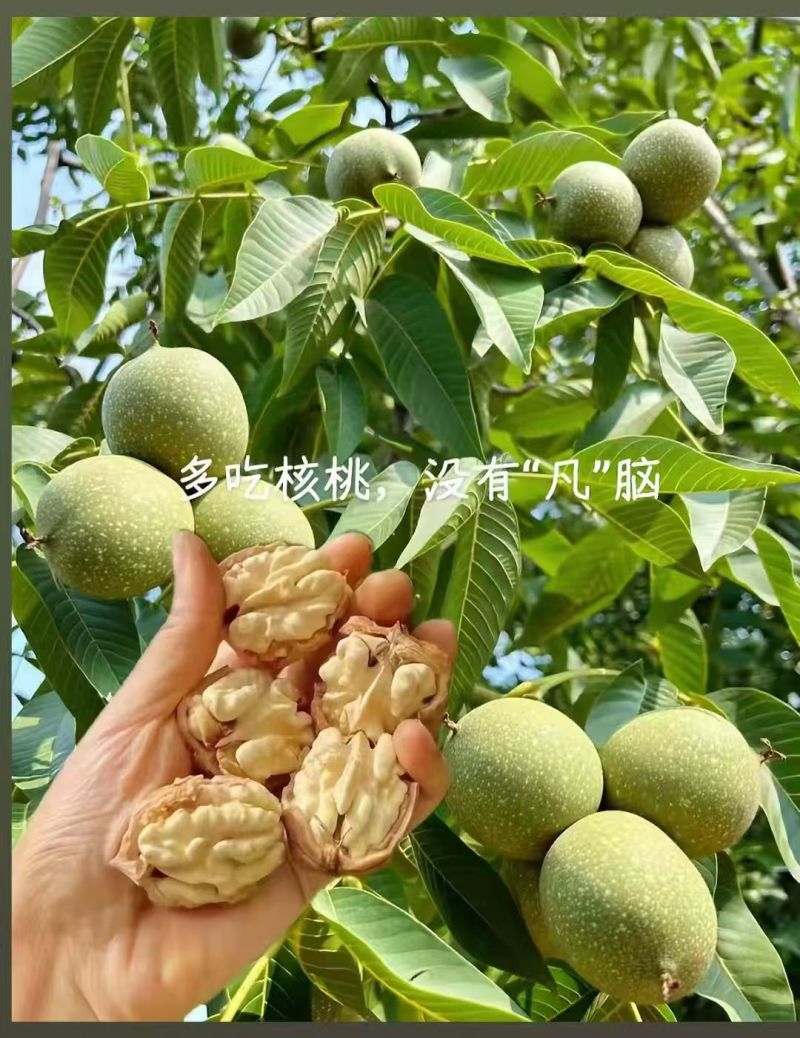 薄皮青核桃