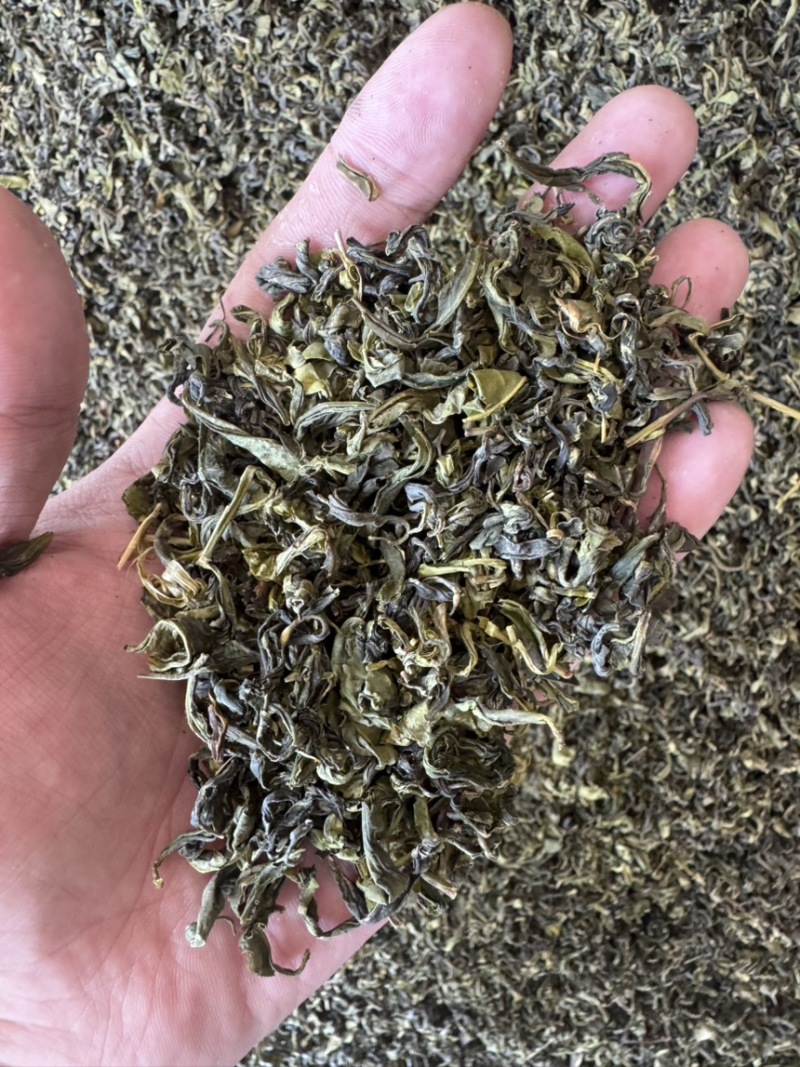 高山云雾绿茶2025新茶散装批发香茶袋装浓香型炒青大批