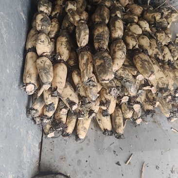 精品货藕白条件好，品质好，质量好。一手货源可以视频看货。