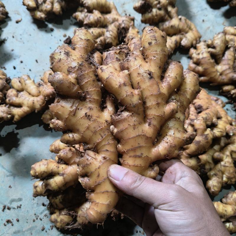 库存云南小黄姜