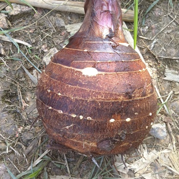 云南河口香芋