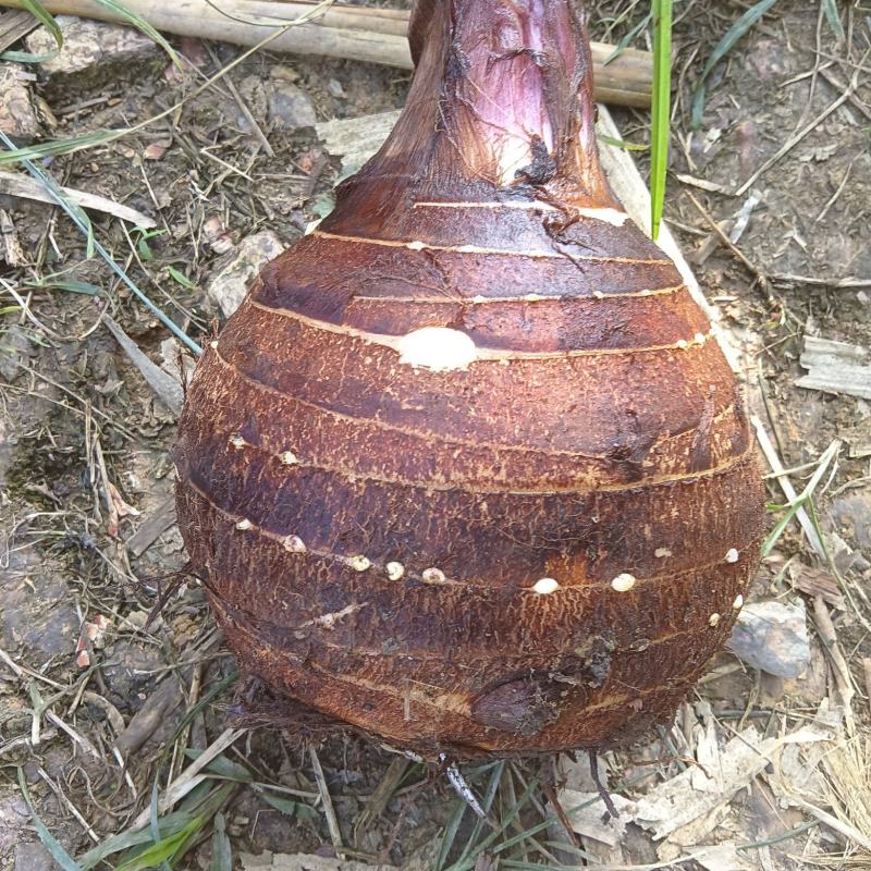 云南河口香芋