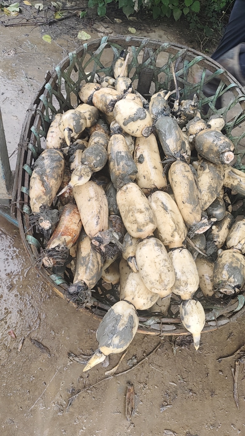 精品货藕白条件好，品质好，质量好。一手货源可以视频看货。