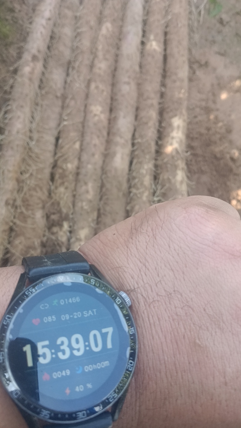 河北临漳红皮铁棍山药，产区直发，代发全国！