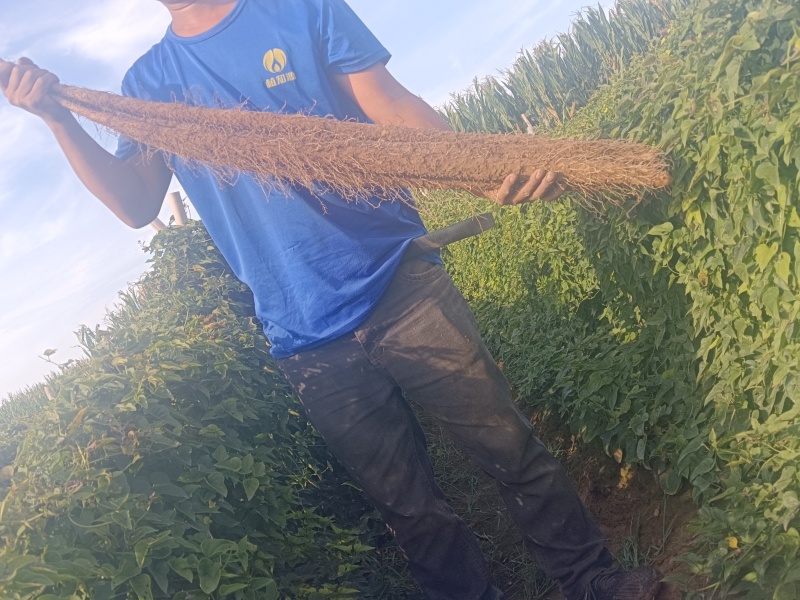 河北临漳红皮铁棍山药，产区直发，代发全国！