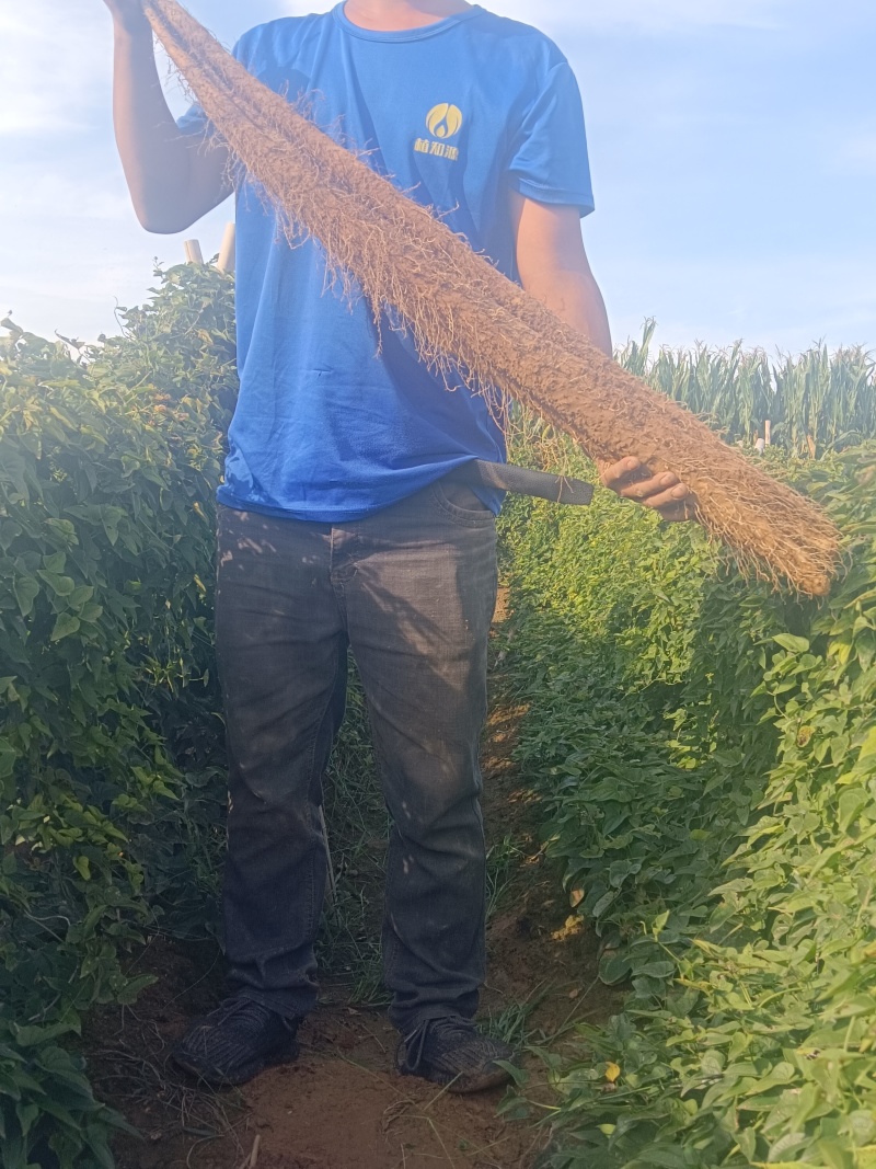河北临漳红皮铁棍山药，产区直发，代发全国！