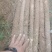 河北临漳红皮铁棍山药，产区直发，代发全国！