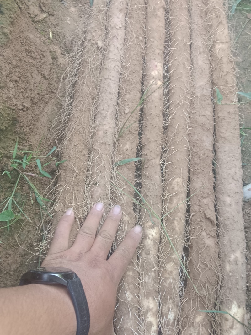 河北临漳红皮铁棍山药，产区直发，代发全国！