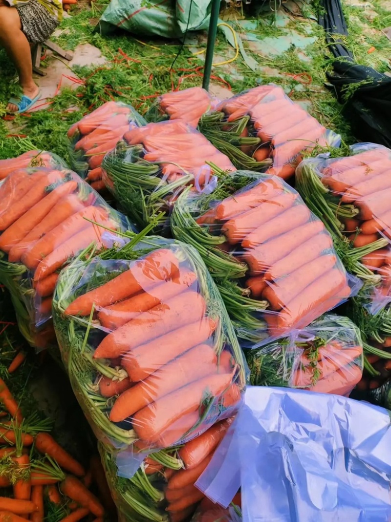红萝卜电商商超水洗土货北京包质量保证量大货源充足
