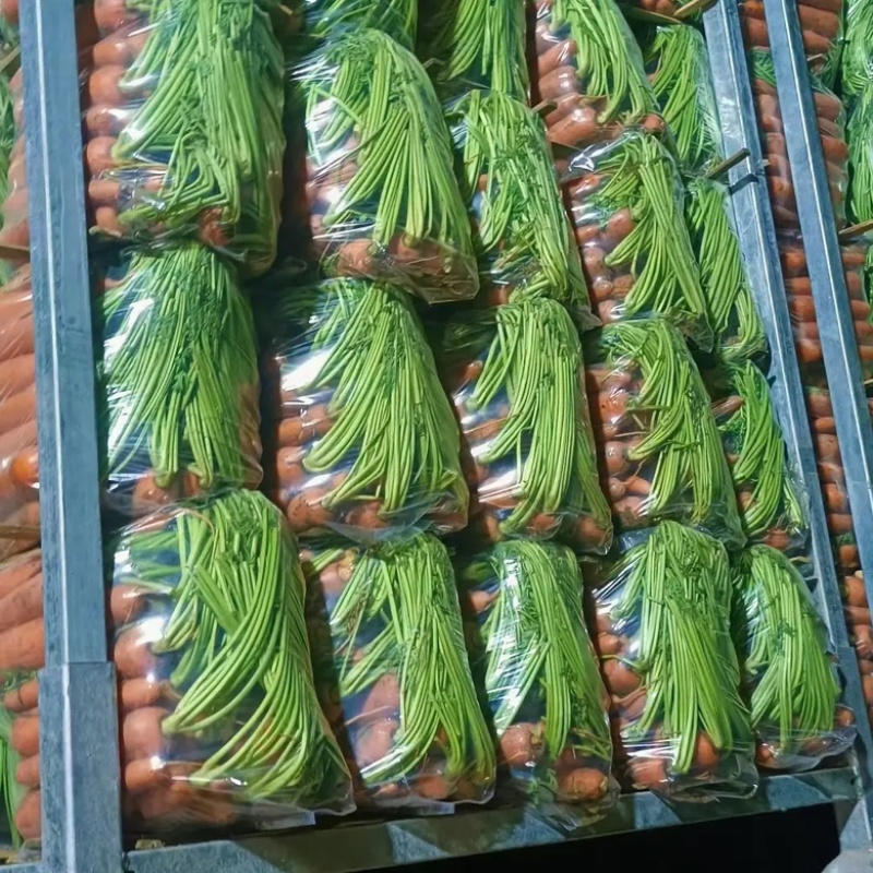 红萝卜电商商超水洗土货北京包质量保证量大货源充足