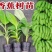 香蕉苗带土带叶现货