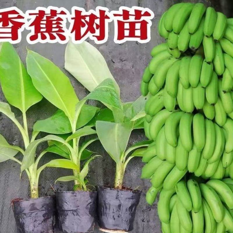 香蕉苗带土带叶现货