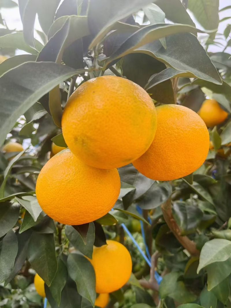 云南爱媛3.8果冻橙果大皮薄口感甜产地直销欢迎订购