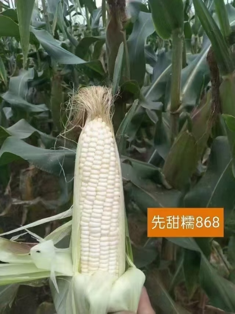 200g先甜糯868玉米种子