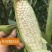 200g先甜糯868玉米种子