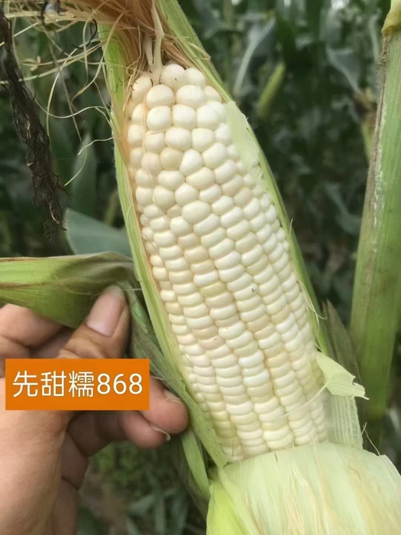 200g先甜糯868玉米种子