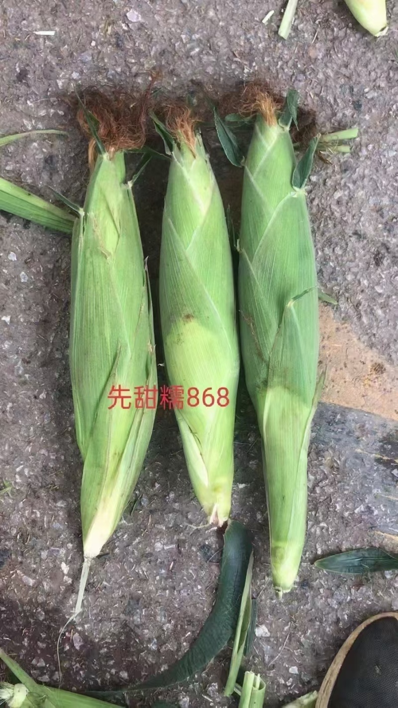 200g先甜糯868玉米种子