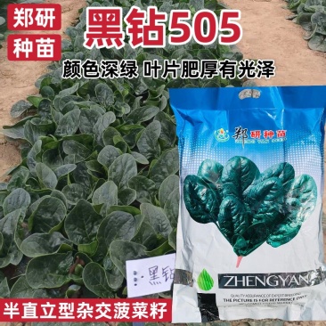 5斤装杂交菠菜籽黑钻505菠菜种子耐寒半直立趴地菠菜种子