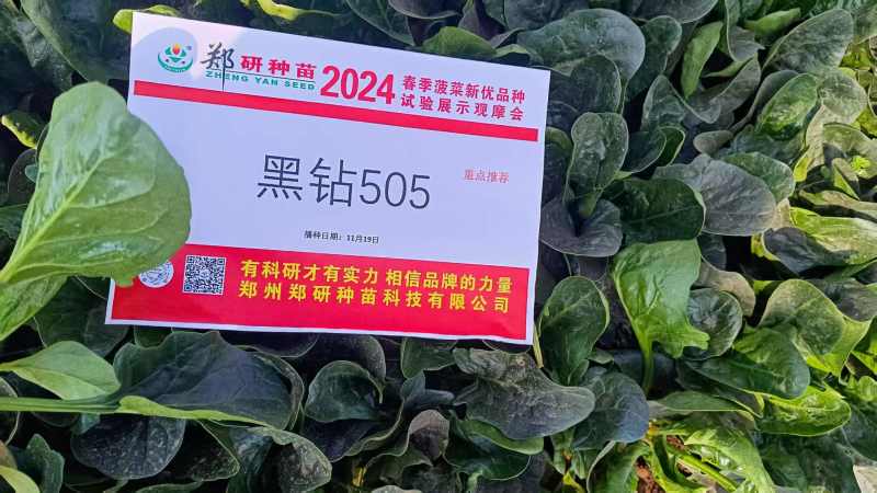 5斤装杂交菠菜籽黑钻505菠菜种子耐寒半直立趴地菠菜种子