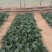 5斤装杂交菠菜籽黑钻505菠菜种子耐寒半直立趴地菠菜种子