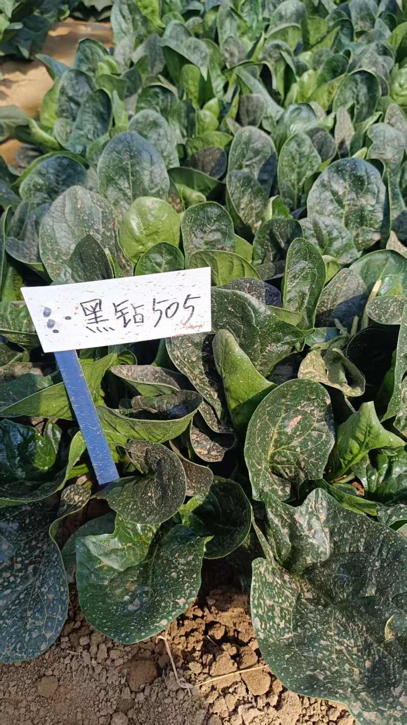 5斤装杂交菠菜籽黑钻505菠菜种子耐寒半直立趴地菠菜种子