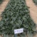 5斤装杂交菠菜籽黑钻505菠菜种子耐寒半直立趴地菠菜种子