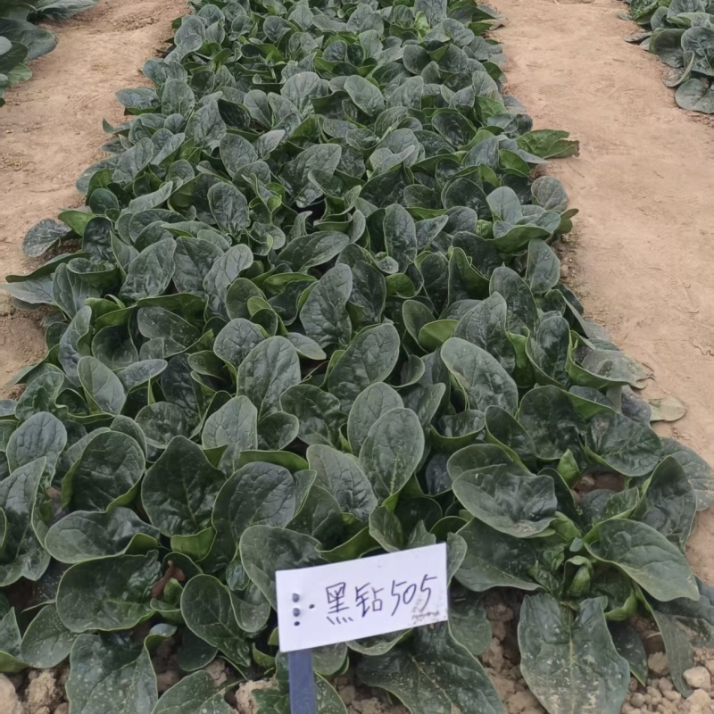 5斤装杂交菠菜籽黑钻505菠菜种子耐寒半直立趴地菠菜种子