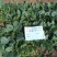 5斤装杂交菠菜籽黑钻505菠菜种子耐寒半直立趴地菠菜种子