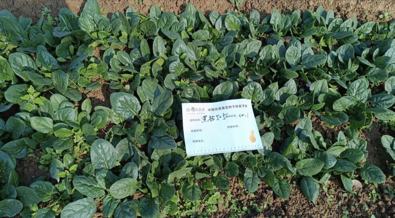 5斤装杂交菠菜籽黑钻505菠菜种子耐寒半直立趴地菠菜种子