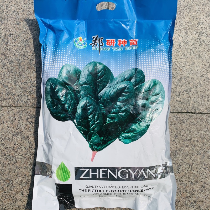 5斤装杂交菠菜籽黑钻505菠菜种子耐寒半直立趴地菠菜种子