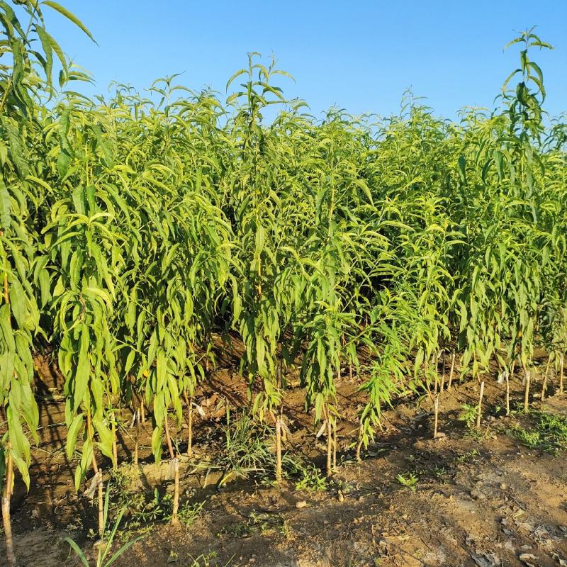 桃树苗冬桃油桃蟠桃黄金冠桃现挖现发，保证质量