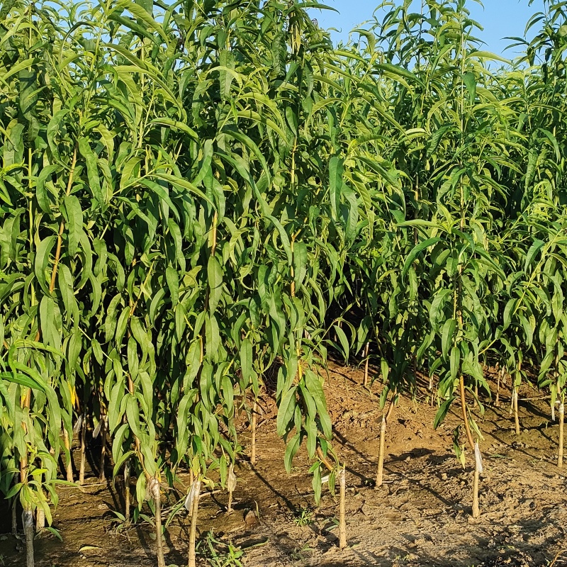 桃树苗冬桃油桃蟠桃黄金冠桃现挖现发，保证质量