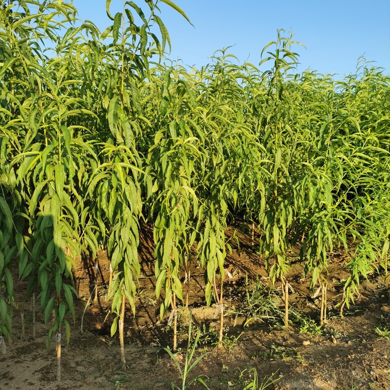 桃树苗冬桃油桃蟠桃黄金冠桃现挖现发，保证质量