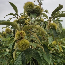 板栗苗板栗嫁接苗板栗实生苗，全国发货，质量保证