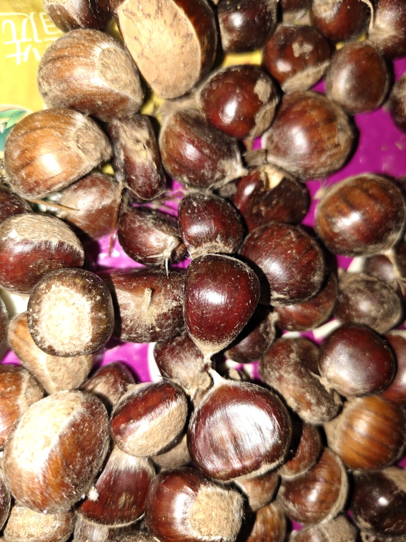 板栗