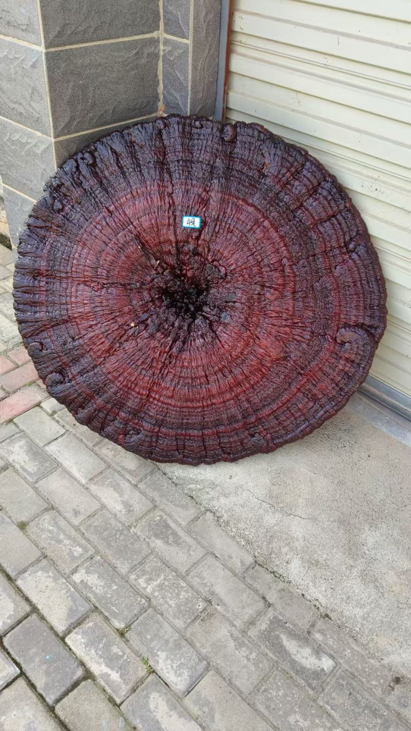 特大灵芝摆件灵芝进宅吉祥发财灵芝大摆件